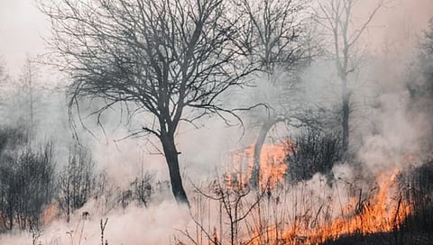 Hawaii wildfires : हवाई बेटावर लागलेल्या आगीत मृतांची संख्या ६७