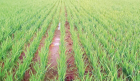 तळेगाव स्टेशन : वातावरणातील बदलामुळे भातपीक धोक्यात 