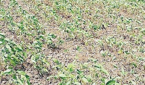 वाळकी : पावसाने उडविली बळीराजाची झोप! पाण्याअभावी पिके टेकली मरणाला