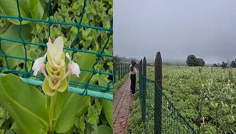 कास बहरले  