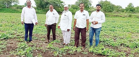 नगर : तणनाशक फवारल्याने जळाले पीक ; शेतकर्‍याचे लाखो रूपयांचे नुकसान