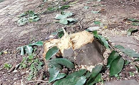 भोसरी एमआयडीसीतील खासगी कंपनीच्या आवारातील झाडांवर कुर्‍हाड
