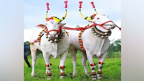 बैलपोळा 