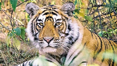 Goa News : म्हादई व्याघ्रक्षेत्र स्थगितीस सुप्रीम कोर्टाचा नकार