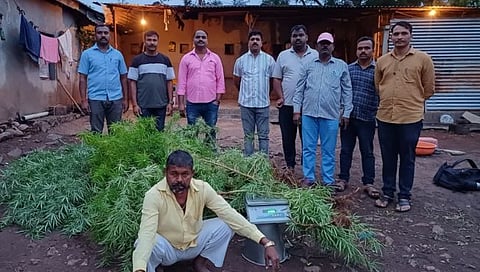 Sangali News : बाज येथे दोन लाखाचा गांजा जप्त