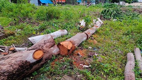 Nashik : अंबड औद्योगिक वसाहतीत रात्रीतून १३० झाडांची कत्तल, पर्यावरण प्रेमींचा संताप