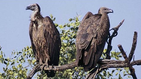 Vultures In India 