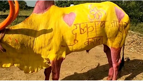 सोलापूर : ‘दुष्काळ जाहीर करा’ बैलांच्या अंगावर लिहून केली मागणी; पोळा सणावर दुष्काळाचे सावट 