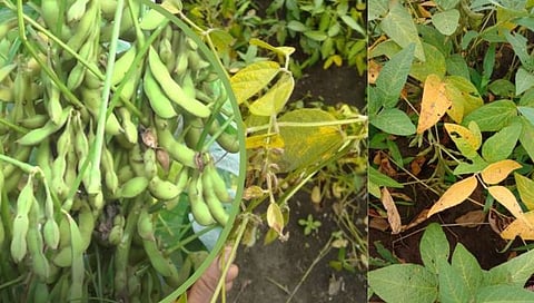चंद्रपूर : सोयाबीनवर मूळखूज, खोडखुज आणि पिवळा मोज्याक रोगाचा प्रादुर्भाव