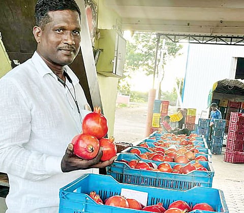डाळिंबाला प्रतिकिलोस विक्रमी 611 रुपये भाव