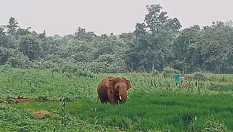 जंगली हत्‍तींचा धुडगूस 