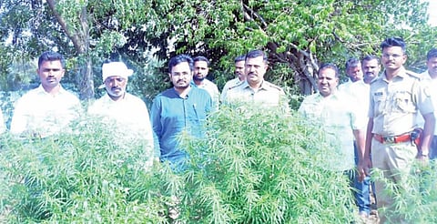 कर्जत : मिरचीच्या पिकात लावली गांजाची झाडे !