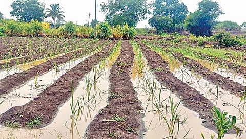 Sangli News : सांगली, मिरज, तासगावला मुसळधार पाऊस