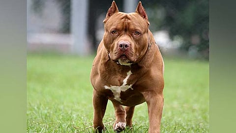 Goa Dog Ban Protest