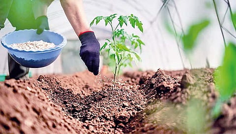 Fertilisers : शेतकर्‍यांना केंद्राची दिवाळी भेट; खतांच्या किमती ‘जैसे थे’ राहणार