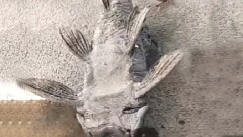 Lungfish 
