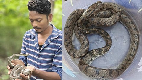Rare Breed Of Snake : मांगीतुंगी डोंगराच्या पायथ्याशी आढळला अतिदुर्मीळ साप
