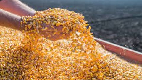 Nashik Fraud News : चांदवडच्या मका व्यापाऱ्याला साडेसात लाखांचा गंडा
