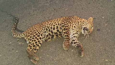 Nashik Leopard News : अज्ञात वाहनाच्या धडकेत मादी बिबट्याने गमावला जीव