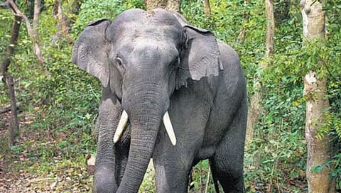 Elephants 