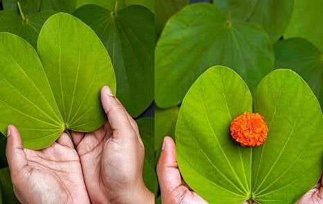 आपट्याची पाने