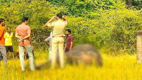  हत्तीचा मृत्यू  