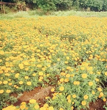झेंडूने केली शंभरी पार ; उत्पादक शेतकर्‍यांच्या चेहर्‍यावर समाधान