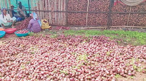 Pune News : सततच्या पावसाचा कांद्याला फटका ; सडू लागल्याने बाजारपेठेत पाठविण्याची लगबग
