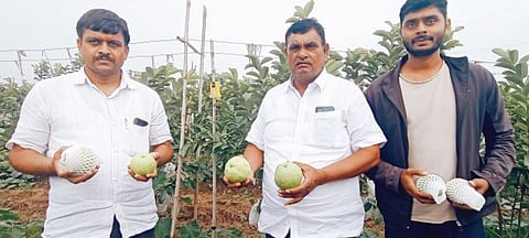 संगमतीरी फुलली तैवान पेरूची शेती