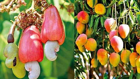 सिंधुदुर्ग : आंबा, काजू पीक विमा रक्कम जमा होण्यास सुरुवात