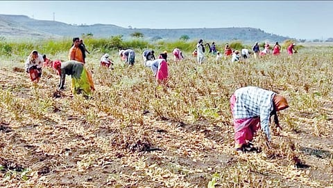 सातारा : महिला शेतकरी गटांची ‘इर्जिक शेती’