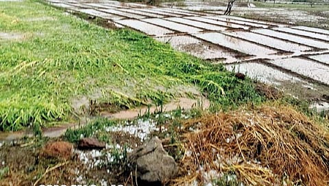 33 टक्के नुकसान झालेल्या शेतकर्‍यांनाच भरपाई; राज्य मंत्रिमंडळाचा निर्णय