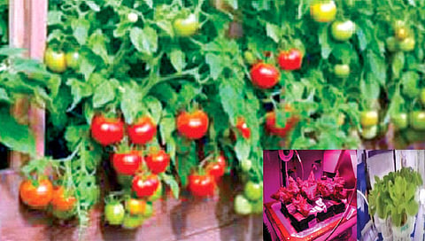 चीनने अंतराळात घेतले टोमॅटो, लेट्यूसचे उत्पादन