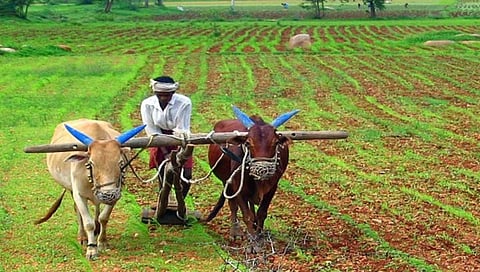 कोल्हापूर : 28 हजार शेतकरी अनुदानापासून वंचित