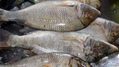 दुर्मीळ गोल्डफिशने पाकिस्तानी मच्छीमार झाला रातोरात करोडपती