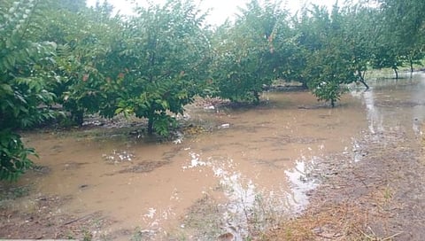 Unseasonal Rain