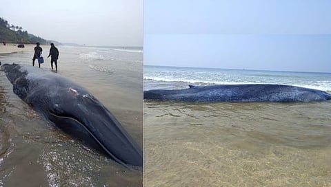 Whale : गणपतीपुळे येथे व्हेल माशाला वाचवण्याचे शर्थीचे प्रयत्न