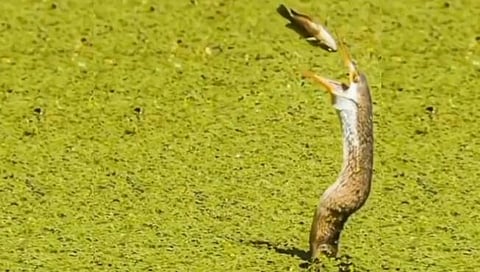 इवल्‍याशा माशाचा मृत्‍यूलाही चकवा