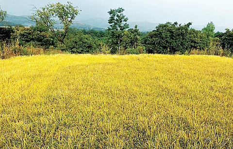 Pune News : अवकाळी पावसामुळे भात पिके उद्ध्वस्त !