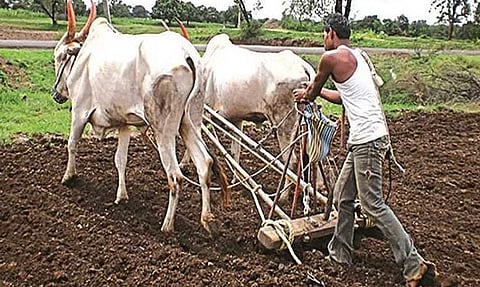 पुणे जिल्ह्यात रब्बी पिकांच्या 36 टक्के पेरण्या पूर्ण