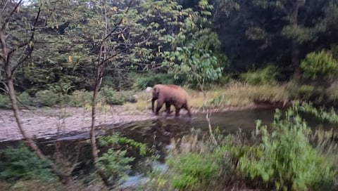 टस्‍कराकडून नुकसान 