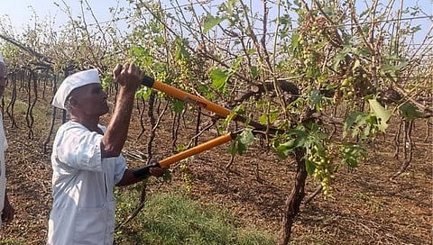 Nashik News : 68 वर्षात अशी गारपीट पाहिली नाही, थरथरत्या हातांनी चालवली कुऱ्हाड 