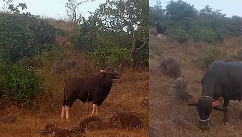 कोल्हापूर : हातकणंगलेतील तासगाव येथे जनावरांच्या कळपात गव्याचे दर्शन, शेतकऱ्यांमध्ये भीतीचे वातावरण
