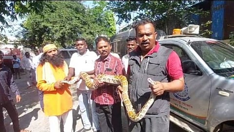 हिंगोली : अंजनवाडी परिसरात तब्बल 30 किलो वजनाचा दुर्मिळ अजगर, सर्पमित्रांच्या सहाय्याने रेस्क्यू