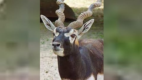 बार्शी 