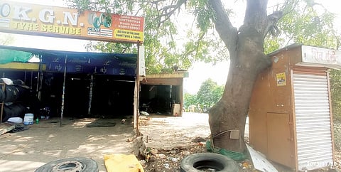 Pimpri News : झाडे बनली धोकादायक; उपाययोजनाची नागरिकांची मागणी