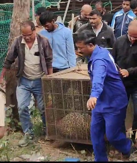 संगमनेर : शेडमध्ये घुसलेला बिबट्या पाच तासानंतर जेरबंद