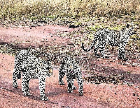 Pune News : कळंब येथे बिबट्याचे कुटुंब फिरतेय बिनधास्त