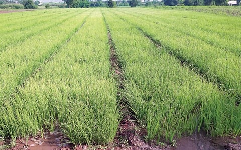 Pune : आंबेगावात कांदा रोपांचा तुटवडा