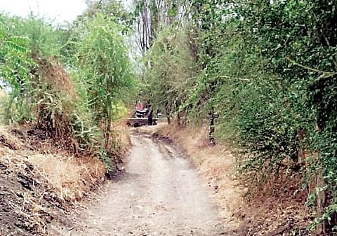 शेतरस्त्यांचा प्रश्न सुटेना; शेतकर्‍यांचे उद्या पेरू वाटप आंदोलन